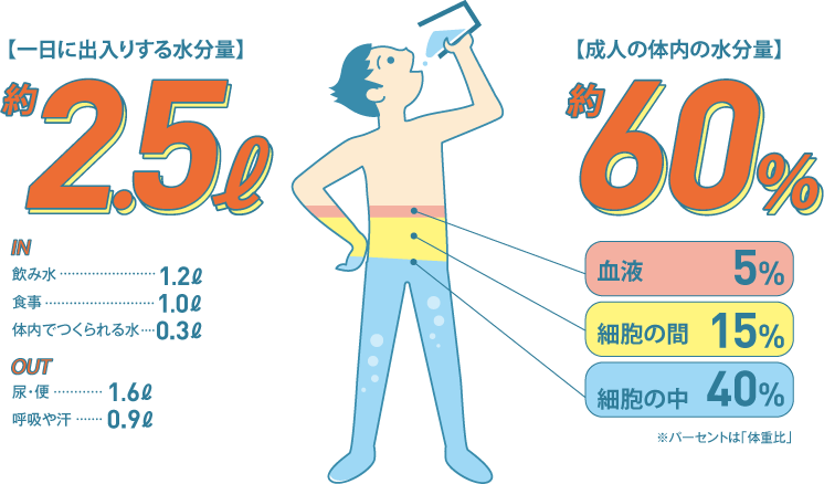 【一日に出入りする水分量】 IN：約2.5ℓ 飲み水1.2ℓ 食事1.0ℓ 体内でつくられる水0.3ℓ。 OUT：尿・便1.6ℓ 呼吸や汗0.9ℓ。 【成人の体内の水分量】約60％。 血液5% 細胞の間15% 細胞の中40% ※パーセントは「体重比」